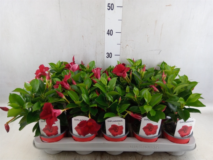 <h4>Mandevilla sand. 'Rio Deep Red'</h4>