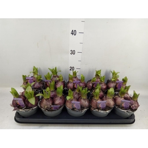 Hyacinthus orie. 'Pearl Blue'