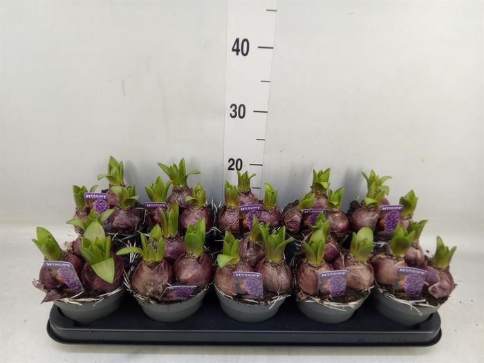 <h4>Hyacinthus orie. 'Pearl Blue'</h4>