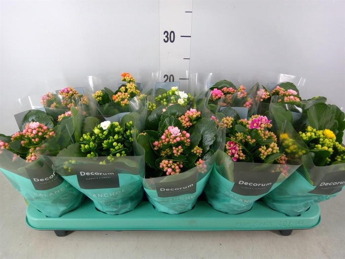 <h4>Kalanchoe blos.   ..rosebud mix  5</h4>