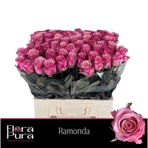 R GR RAMONDA