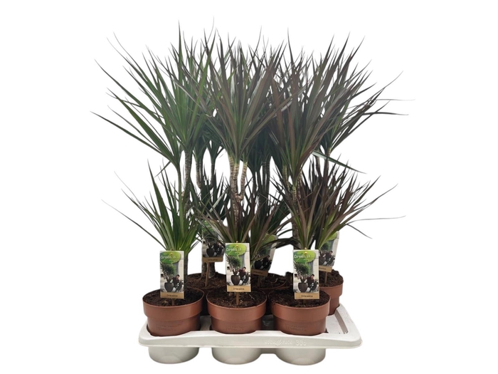 <h4>Dracaena ...mix</h4>