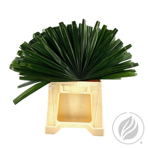 Rhapis Cutted 52cm