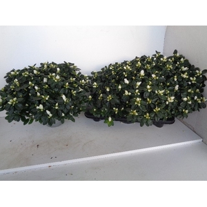 Rhododendron simsii Witte Vogel 16Ø 45cm 45Ø