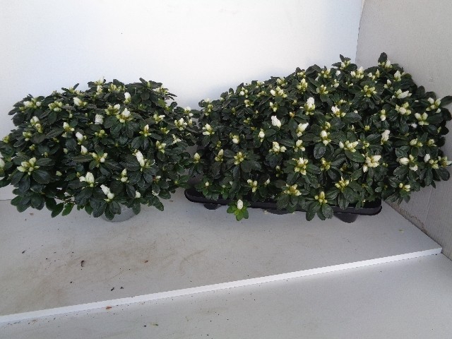 Rhododendron simsii Witte Vogel 16Ø 45cm 45Ø