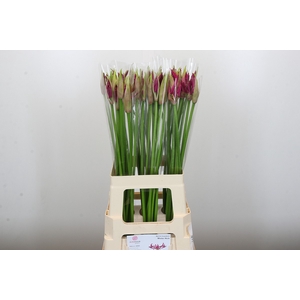Nerine Mister Nick