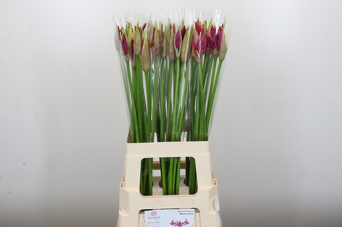 <h4>Nerine Mister Nick</h4>