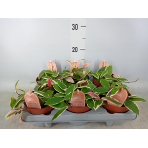 Hoya carnosa 'Floraganza Flamingo'