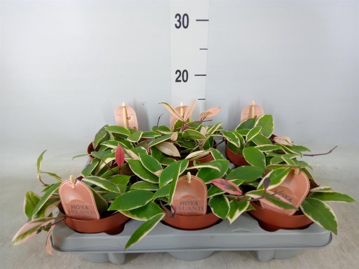 <h4>Hoya carnosa 'Floraganza Flamingo'</h4>