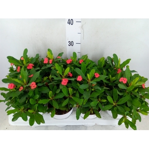 Euphorbia milii 'Vulcanus'