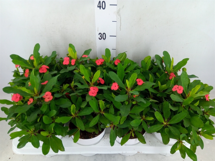 <h4>Euphorbia milii 'Vulcanus'</h4>