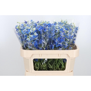 Delphinium Be Volkerfrieden