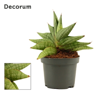 Sansevieria Classic fan 9 cm (Decorum)