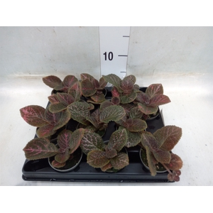 Episcia   ...