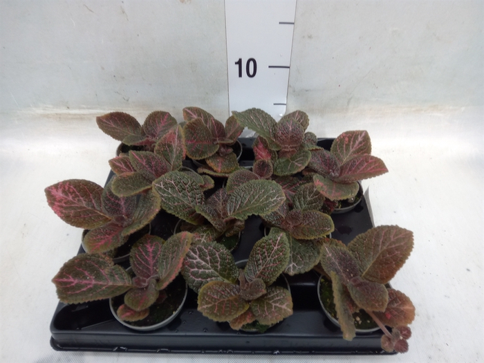 <h4>Episcia   ...</h4>