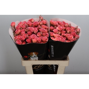 Wax-Rozen Wax Tros Classic Versilia