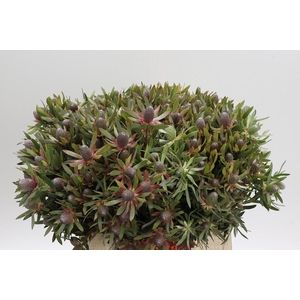 Leucadendron Ayoba Star Pearl