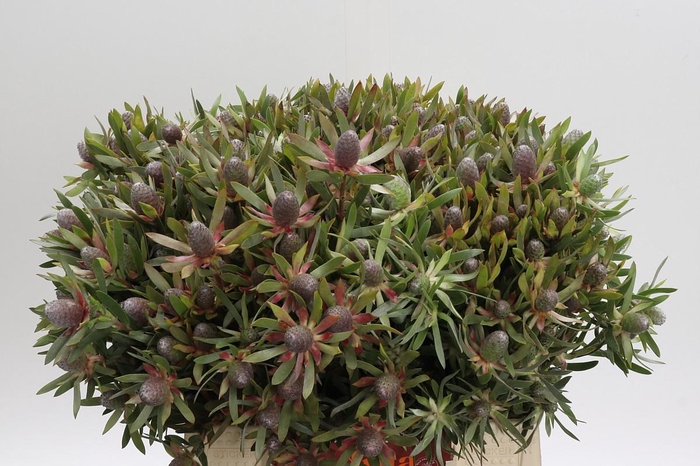 <h4>Leucadendron Ayoba Star Pearl</h4>