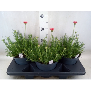 Rhodanthemum hosm. 'Zagora Orange'