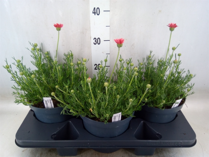 <h4>Rhodanthemum hosm. 'Zagora Orange'</h4>