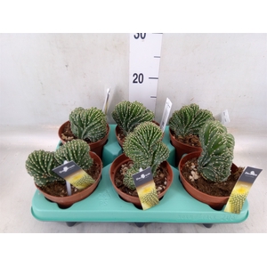 Cereus   ...