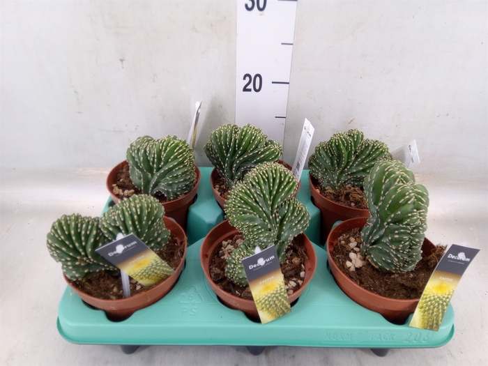 <h4>Cereus   ...</h4>