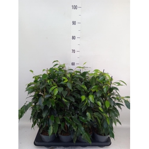 Ficus benja. 'Danielle'