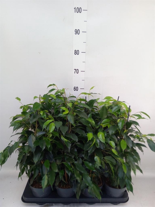 <h4>Ficus benja. 'Danielle'</h4>