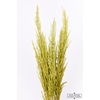 Dried Pampas Gras Apple Green ( 8 Stems ) Bunch