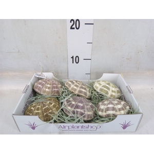 Tillandsia usneoides