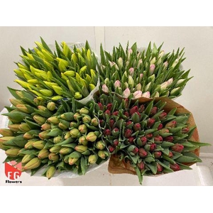 TU EN GEM (4x50 mix in emmer)