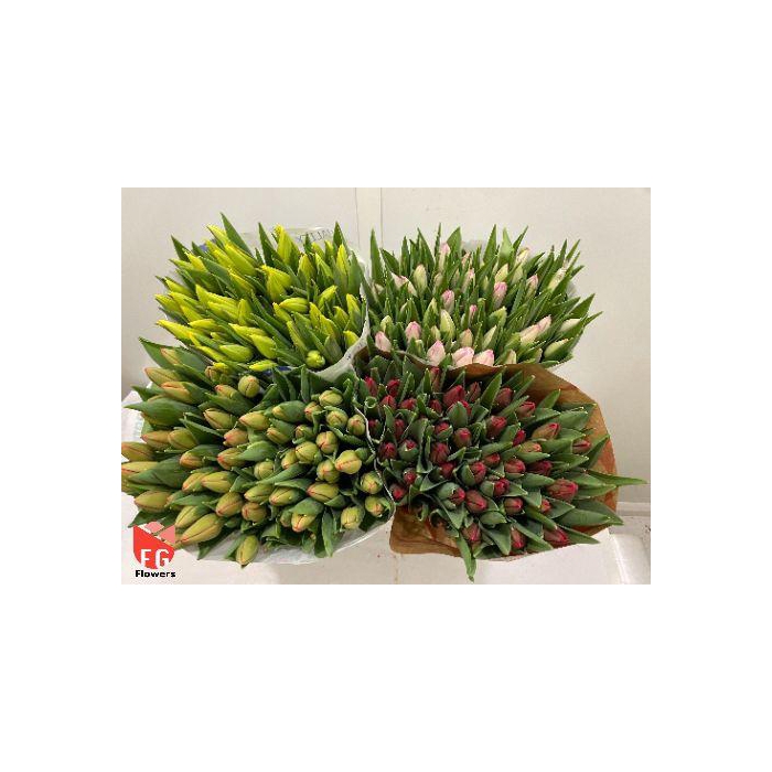 <h4>TU EN GEM (4x50 mix in emmer)</h4>