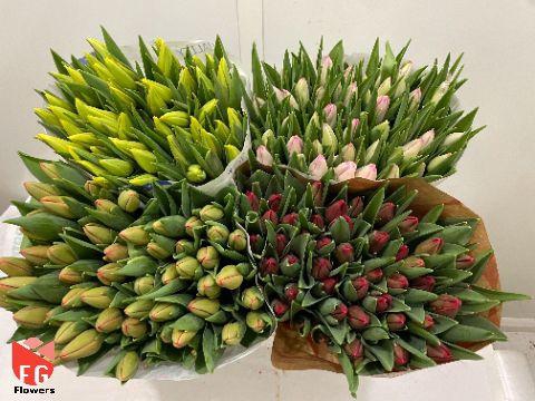 <h4>Tu En Gem (4x50 Mix In Emmer)</h4>