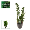 Zamioculcas Lima 12 cm Scenza 40 cm, 3+ veren
