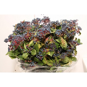 Viburnum Berry Blue P Bunch