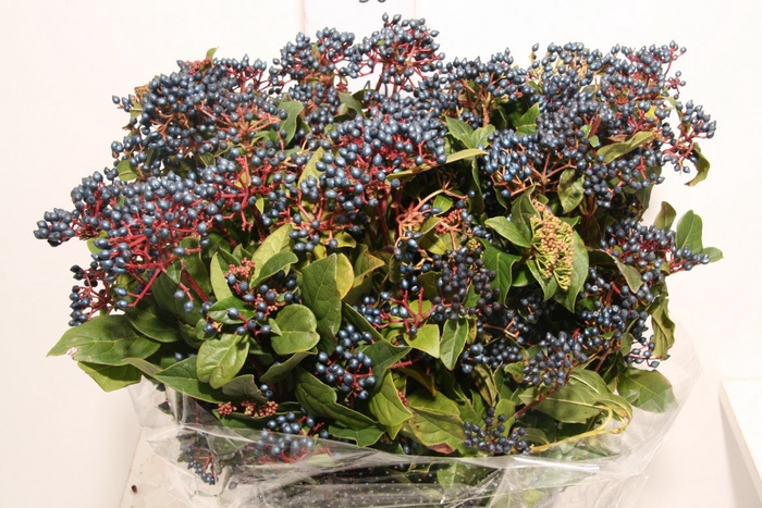 <h4>Viburnum Berry Blue P Bunch</h4>