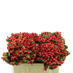 Hypericum Mag. Triumph Orca