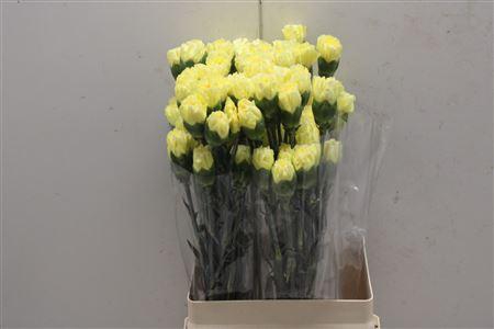 <h4>Di St Splendor</h4>