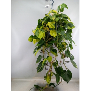 Philodendron scand. 'Brasil'