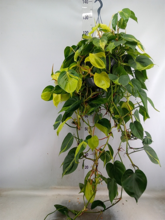 <h4>Philodendron scand. 'Brasil'</h4>