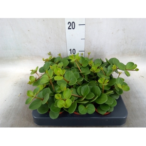 Peperomia tetraphylla 'Hope'
