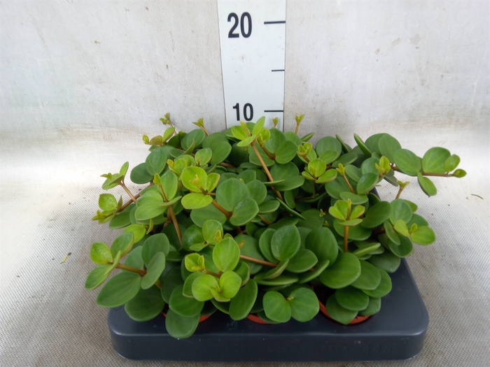 <h4>Peperomia tetraphylla 'Hope'</h4>