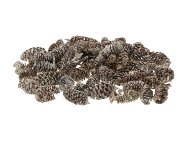 Pinecone Birch 30gr