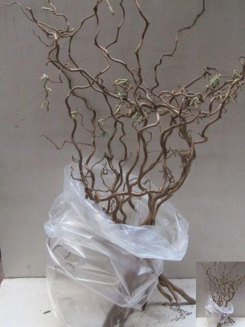 <h4>CORYL AV CONTORTA</h4>