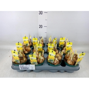 Narcissus  'Tete a tete'