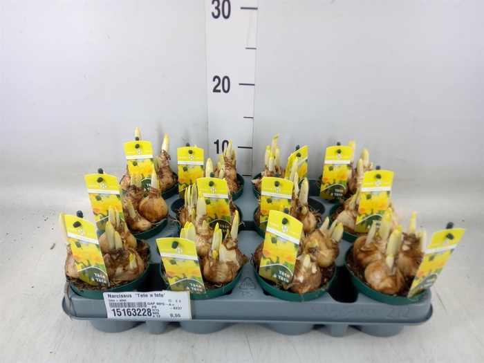 <h4>Narcissus  'Tete a tete'</h4>