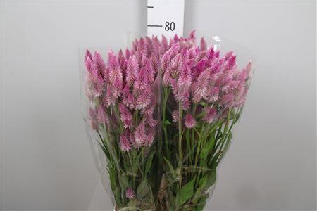 <h4>Cel A Celway Pink</h4>