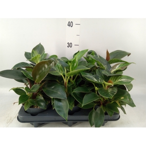 Philodendron   ...