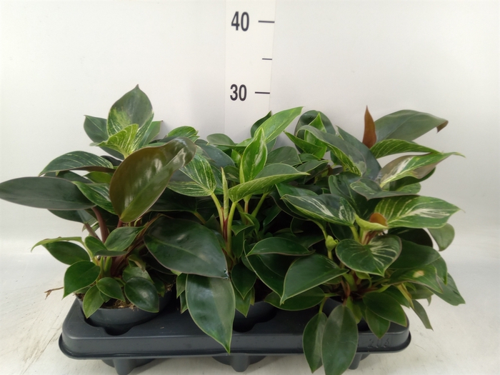 <h4>Philodendron   ...</h4>