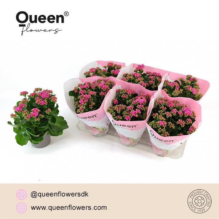 Kalanchoe gevuld More Flowers Augusta paars Augusta, beperkt leverbaar